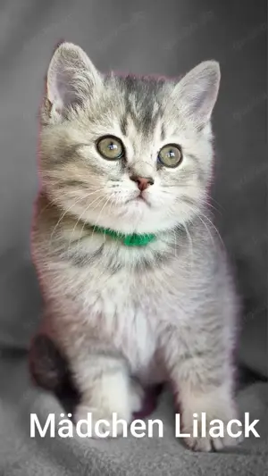 Bkh Kitten mit Stammbaum  Bild 2