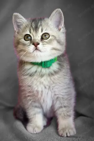 Bkh Kitten mit Stammbaum  Bild 3