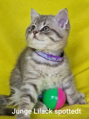 Bkh Kitten mit Stammbaum  Bild 5
