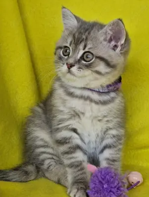 Bkh Kitten mit Stammbaum  Bild 7