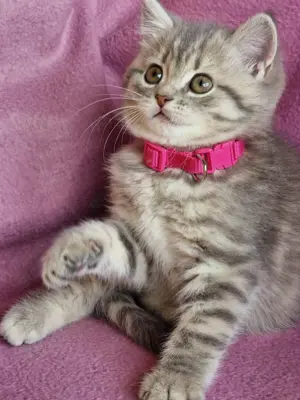 Bkh Kitten mit Stammbaum  Bild 10