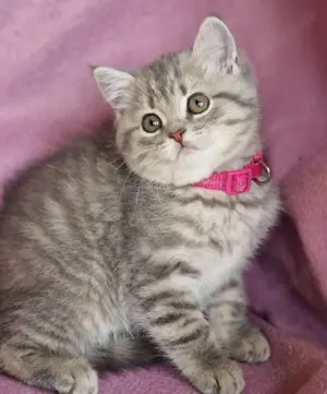 Bkh Kitten mit Stammbaum  Bild 8