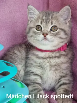 Bkh Kitten mit Stammbaum  Bild 9