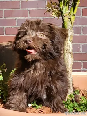 Neue Chance gesucht! Bolonka Zwetna Mädchen 