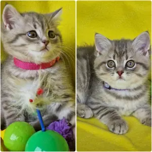 Bkh Kitten mit Stammbaum 