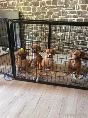 bulldoggemix 