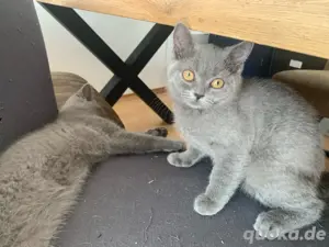 Graue British Kurzhaar Kitten BKH