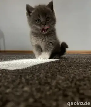 Verspielte & liebevolle Katzenbabys abzugeben   BKH Mix