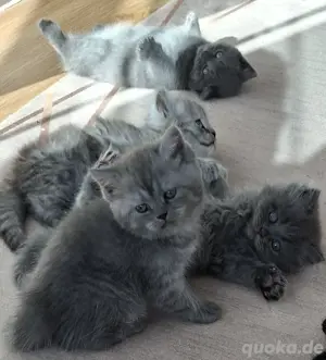 5 Süße britisch kurzhaar KITTEN 