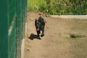 Malvin sucht ein Zuhause Bild 2