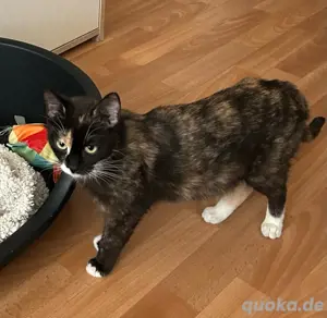 Neues zu Hause gesucht 