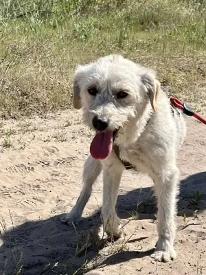 Bonnie sucht ein Zuhause Bild 2