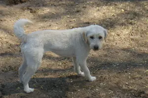 Bonnie sucht ein Zuhause Bild 3