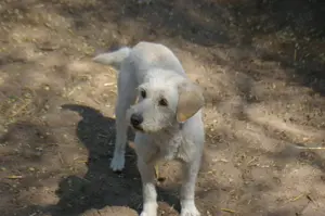 Bonnie sucht ein Zuhause Bild 4