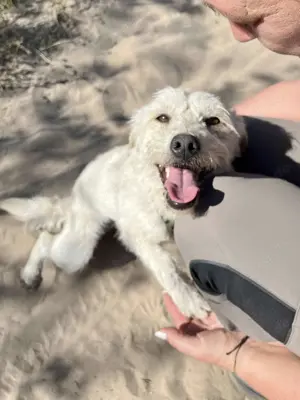 Bonnie sucht ein Zuhause Bild 6