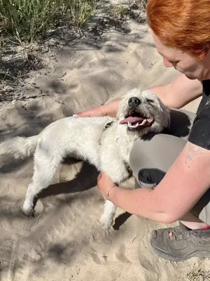 Bonnie sucht ein Zuhause Bild 7