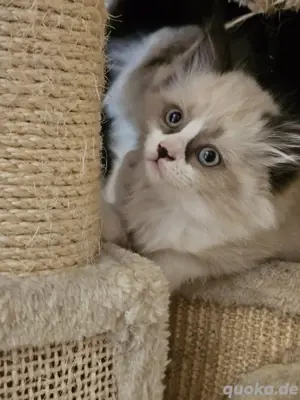 Ragdoll BKH Kitten