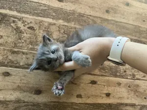 Maine Coon kitten mit Stammbaum