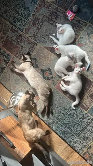  "Siam - Mix" Kitten dürfen bald ausziehen