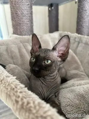 Sphinx Kitten weibchen