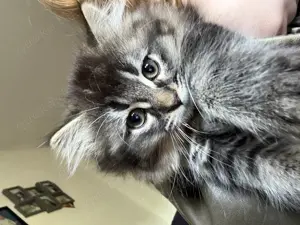Drei süße Kitten suchen ein liebevolles Zuhause