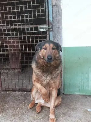 Samu sucht ein Zuhause