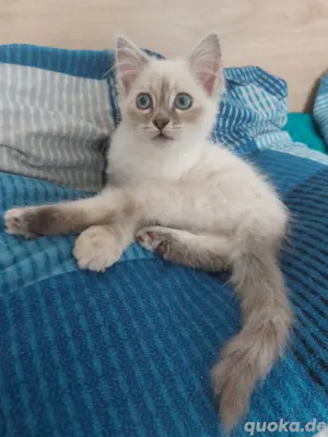 Reinrassige Heilige Birma Kitten, Babykatzen, Tabby