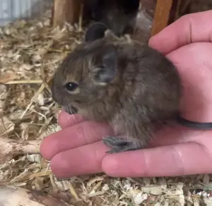 Degu Babys abzugeben weiblich männlich braun agouti Degus Gruppe Bild 4