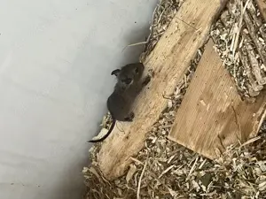 Degu Babys abzugeben weiblich männlich braun agouti Degus Gruppe Bild 7