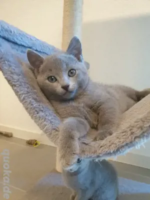 Russisch Blau Kitten #auszugsbereit # reinrassig