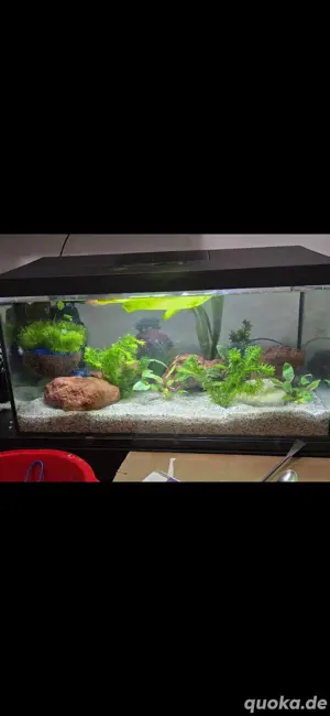 Aquarium mit Kampffisch