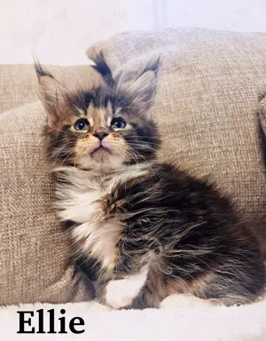 Reinrassige Maine Coon Kitten 