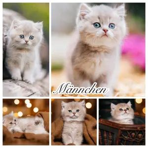 Bkh Kitten