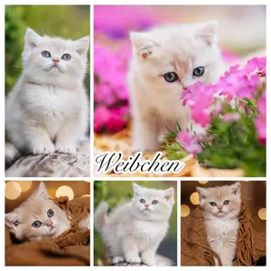 Bkh Kitten