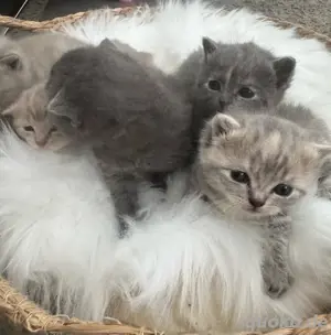    Wunderschöne Bkh Babykatze Britischer Katze   