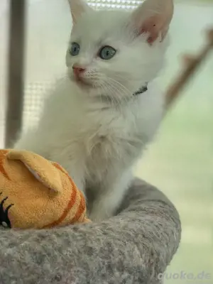 Kätzchen, katzenbabys