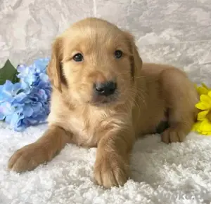 Golden-Retriever-Welpen WhatsApp: (15510055069)