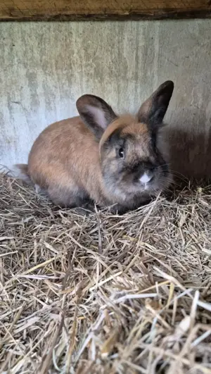 Löwenkopfmännchen mit einer tollen Farbgebung
