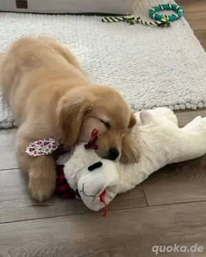 Golden Retriever Welpen verfügbar (WhatsApp: 15510055069)