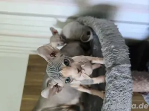 Sphynx Elf Kitten 