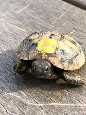 Griechische Landschildkröten NZ 2024