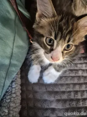 Maine Coon 