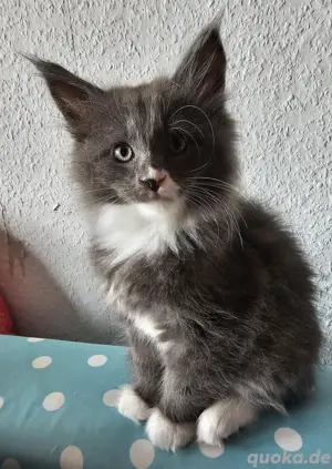 XL Maine coon 