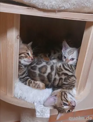 Bengal Babys mit schönen Rosetten