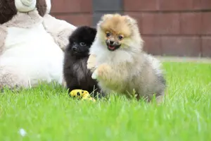 Zuckersüßer Pomeranian   Deutscher Zwergspitz Rüde sucht Zuhause