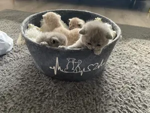 Bkh Kitten aus wunderschönen Wurf