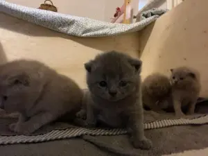 Bkh Kitten aus wunderschönen Wurf Bild 3