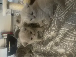 Bkh Kitten aus wunderschönen Wurf Bild 5