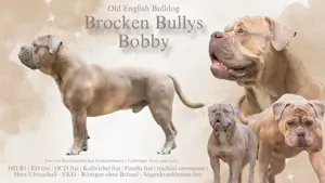 Old English Bulldog Deckrüde 