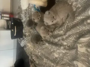 Bkh Kitten aus wunderschönen Wurf Bild 8